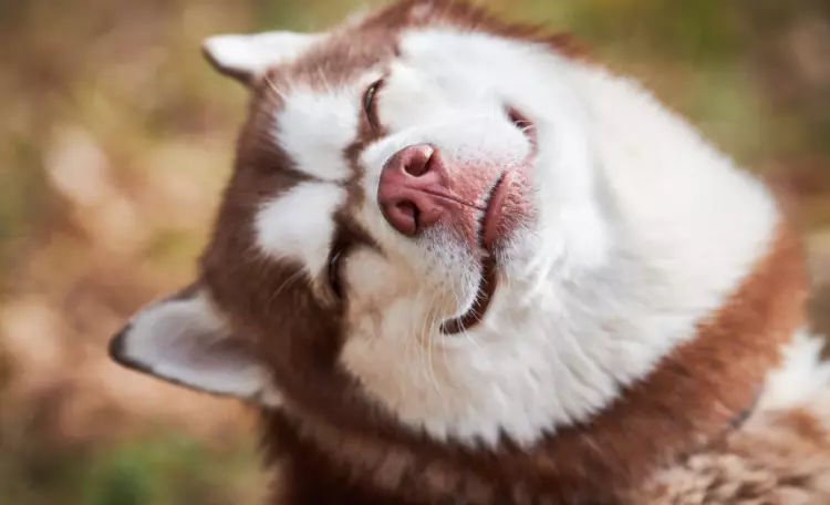 Gestire lo Stress nel Cane: Strategie e Consigli per il Benessere del Tuo Amico a Quattro Zampe