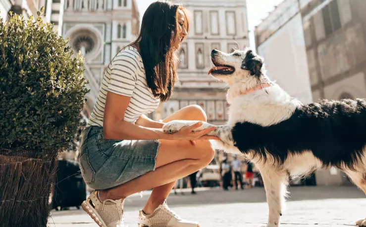 Affidamento del cane a un dog sitter: Guida completa all'adattamento sereno