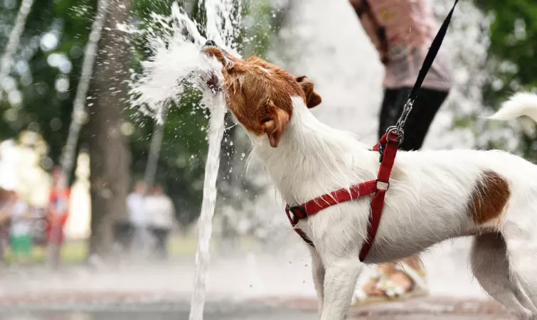 Proteggi il Tuo Amico a Quattro Zampe dal Calore Estivo: Consigli Essenziali