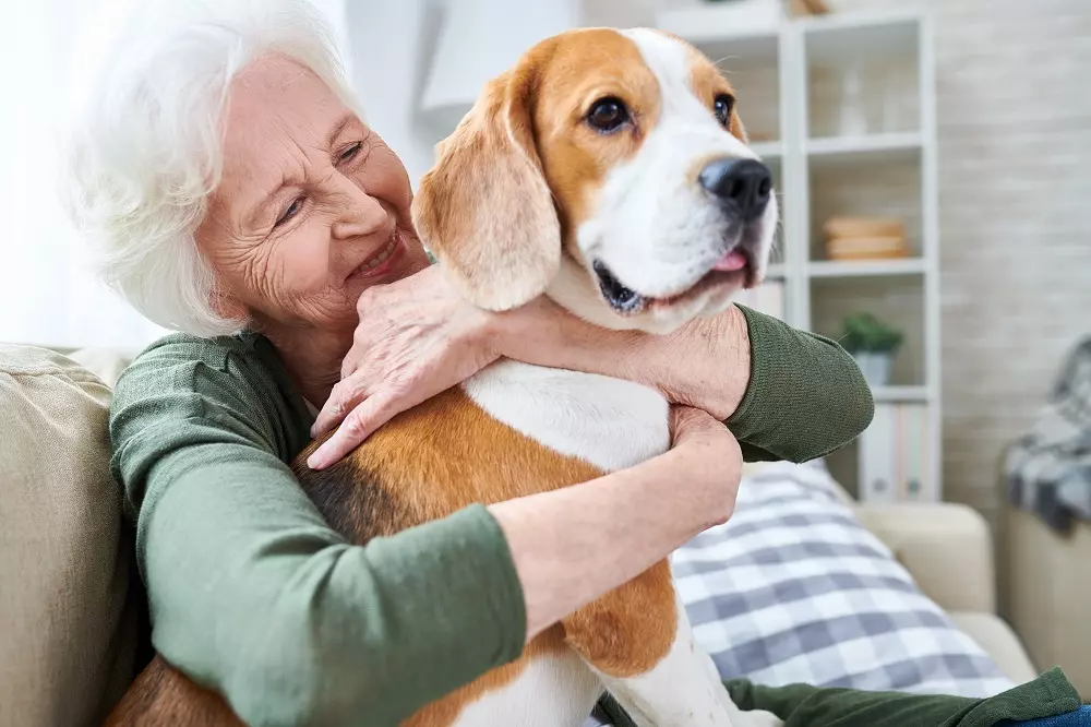 Mantenere Attivo il Cervello di Cani e Gatti in Età Avanzata: Un Obiettivo Raggiungibile