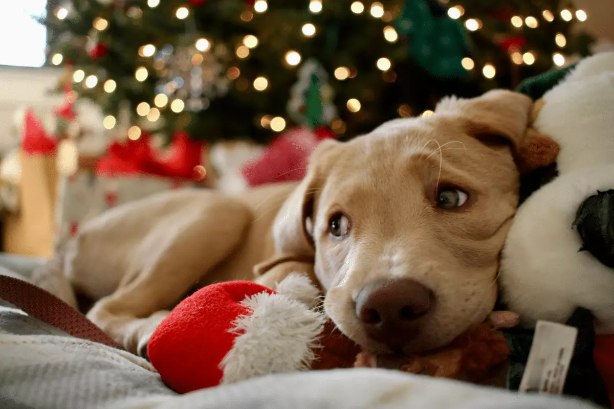 Gestione dello Stress in Cani e Gatti Durante le Festività: Consigli Pratici