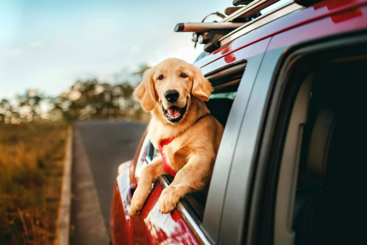 Guida Completa ai Viaggi Festivi con Animali Domestici: Auto, Treno e Aereo