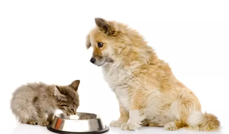 La Verità Sull'Alimentazione Canina: Un Dibattito tra Carnivoro e Onnivoro