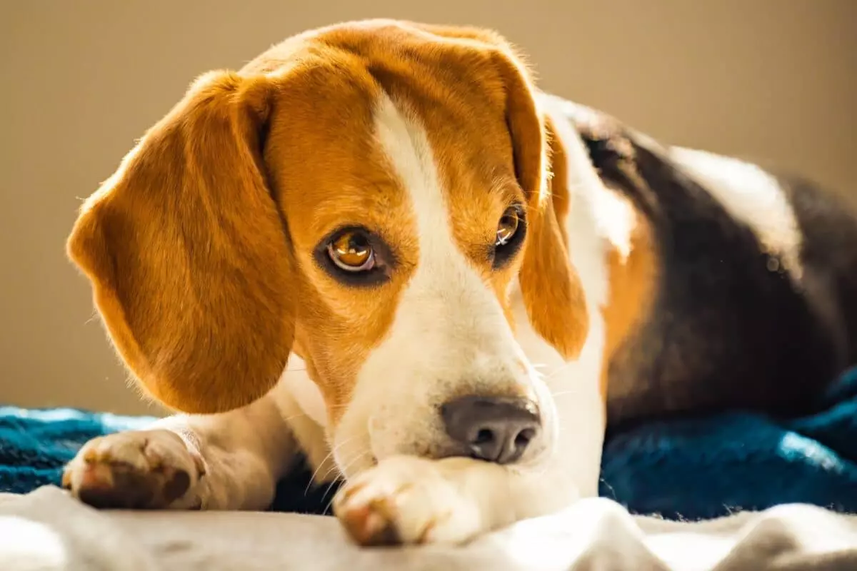 Cura della cute secca e della forfora in cani e gatti durante i mesi invernali: indicazioni e consigli utili