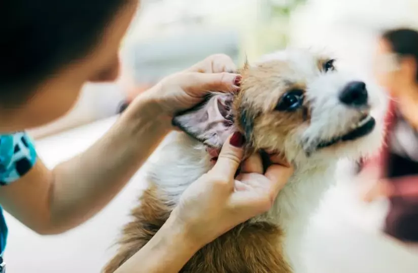 Addestramento Medico per Cani: Un Approccio Innovativo per la Salute Animale