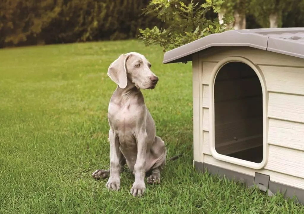 Cucce per Cani in Inverno: Comfort e Protezione dal Freddo Esterno