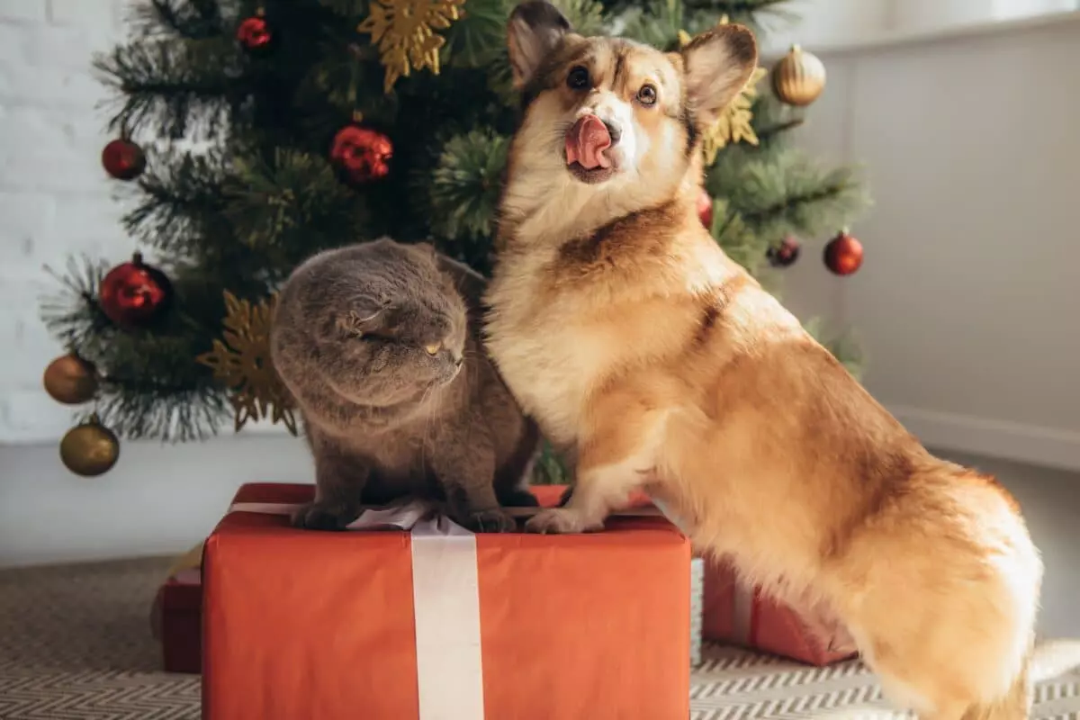 Guida Essenziale alla Scelta di Giocattoli e Doni Benefici per Cani e Gatti
