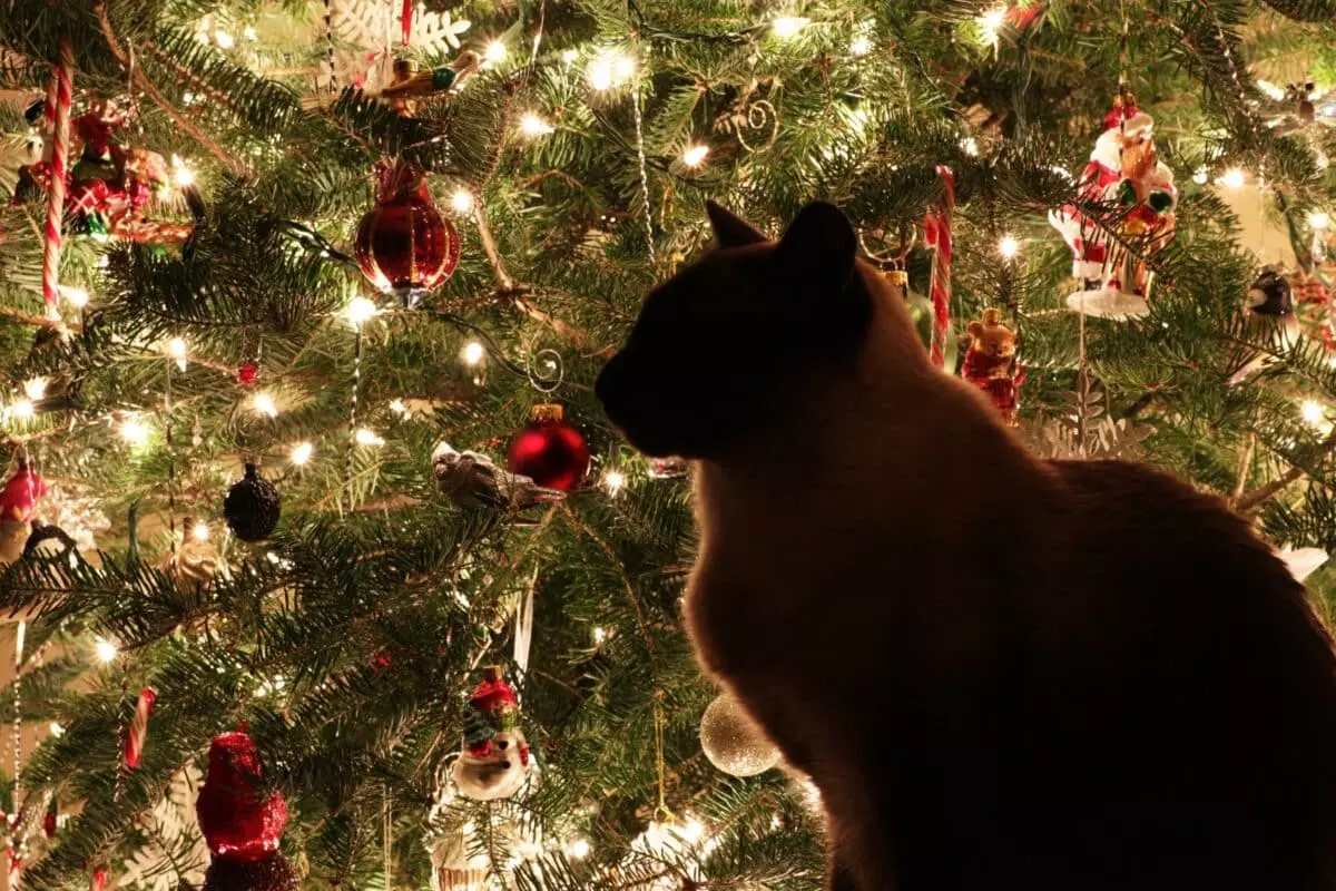 Festività serene con animali domestici: Guida alla preparazione della casa