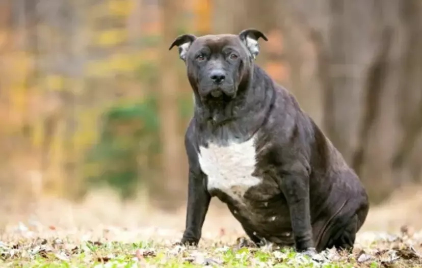 La salute del tuo cane: Combattere il sovrappeso per una vita più lunga e felice