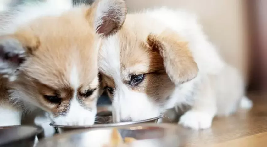 Alimentazione dei Cuccioli: Una Guida Completa per Crescita e Svezzamento Ottimali