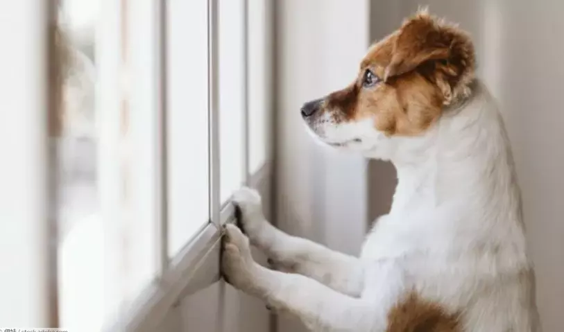 Addestrare i Cuccioli alla Solitudine: Una Guida per Genitori di Animali Domestici