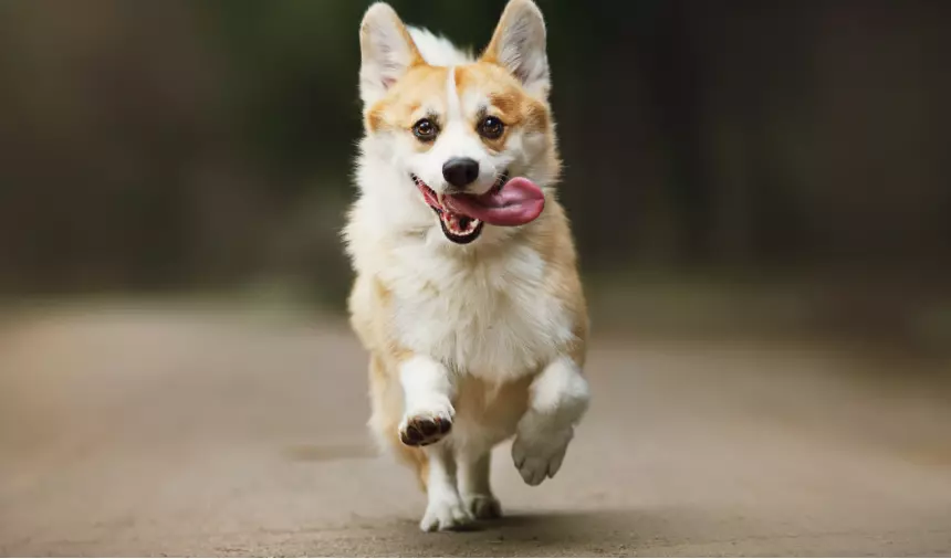 L'Arte del Richiamo Canino: Oltre le Parole, il Linguaggio del Corpo
