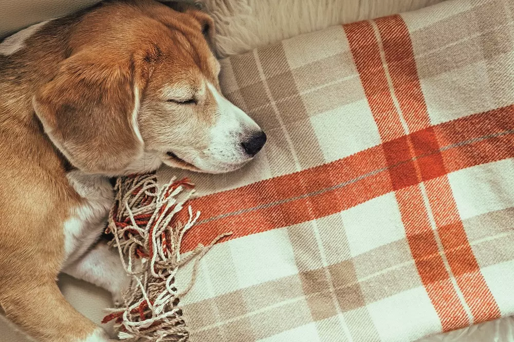 Il Comfort e la Coperta del Cane: Un Rifugio di Tranquillità Quotidiana