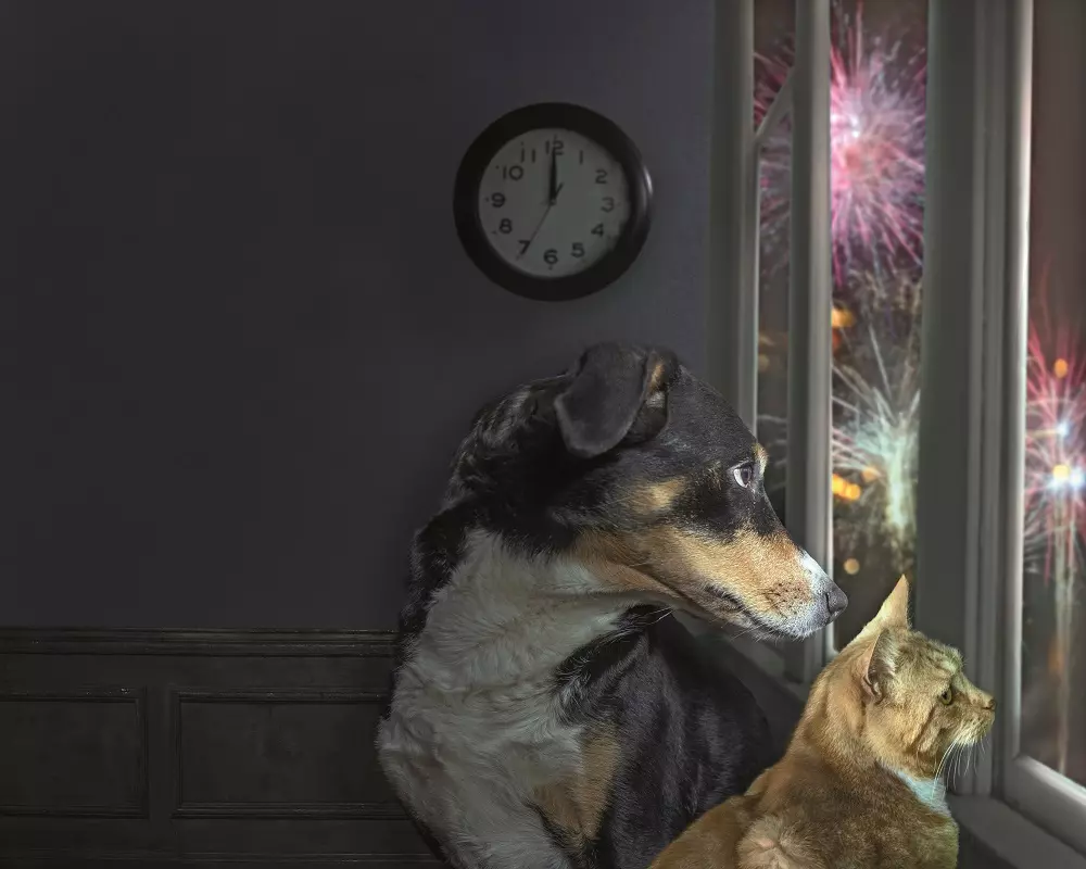 Festività Senza Stress per i Nostri Amici a Quattro Zampe: Guida al Benessere Animale