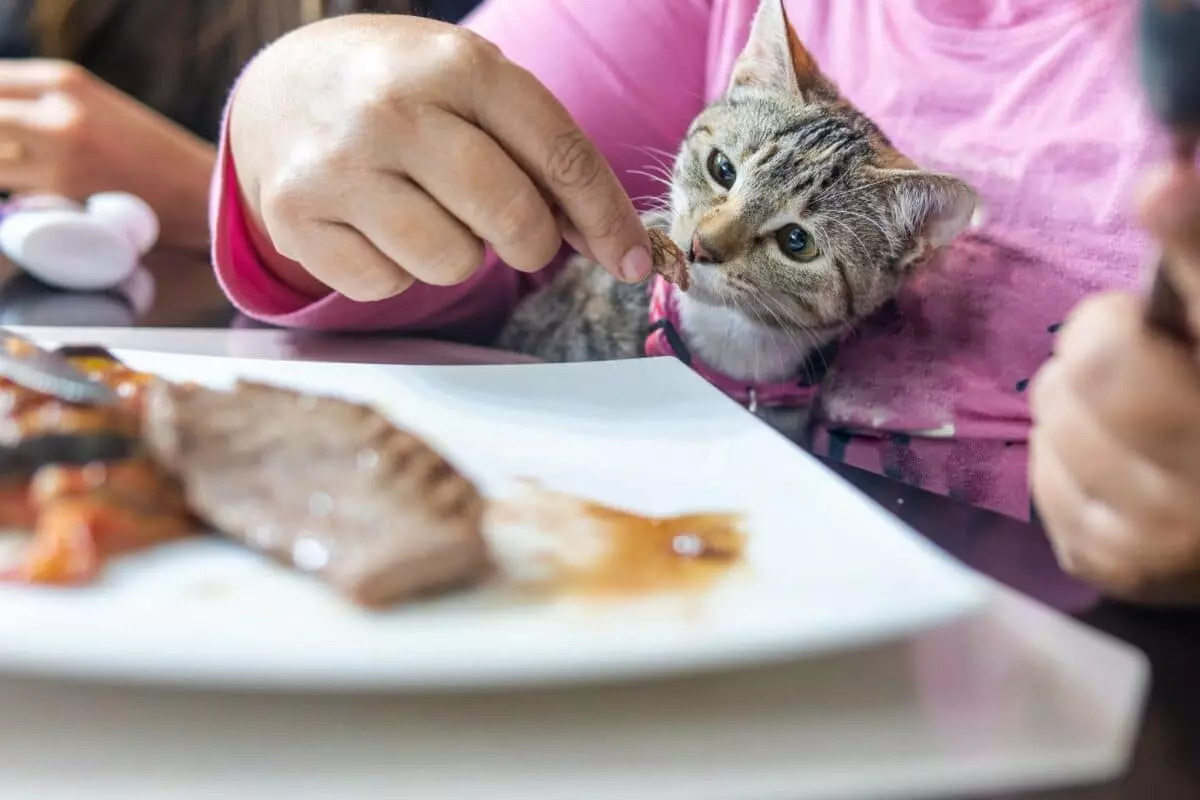 Evitare Pericoli Alimentari: Guida Completa per Proteggere Cani e Gatti durante le Feste
