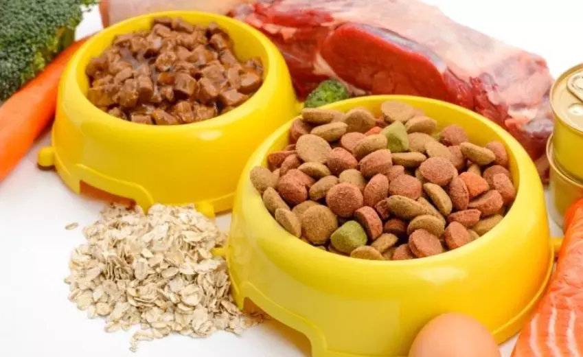 Cibo per Cani: Umido o Secco? Una Guida Completa