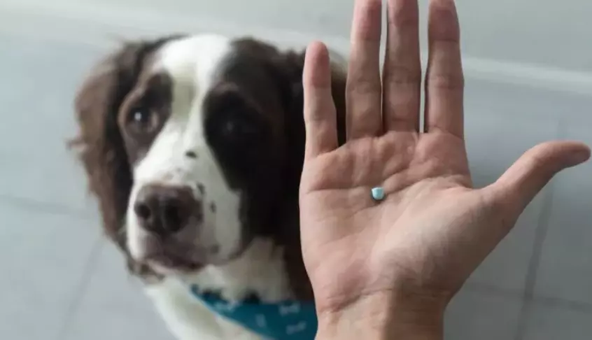 Farmaci Antidolorifici per Cani: Guida Completa all'Uso Sicuro e alle Controindicazioni