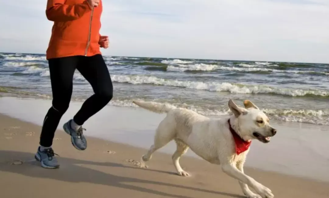 Iniziare a Fare Jogging con il Proprio Cane: Una Guida Graduale