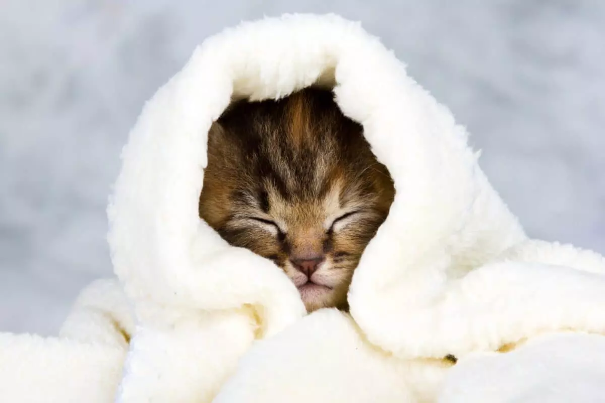 Come Salvaguardare i Cuccioli dai Rigori Invernali
