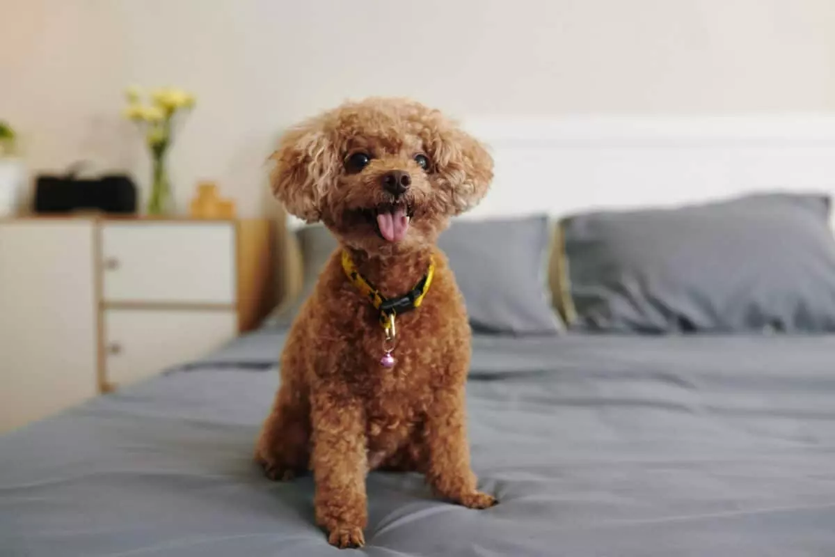 Garantire il Benessere del Tuo Cane in un Appartamento di Dimensioni Contenute: Una Guida Completa