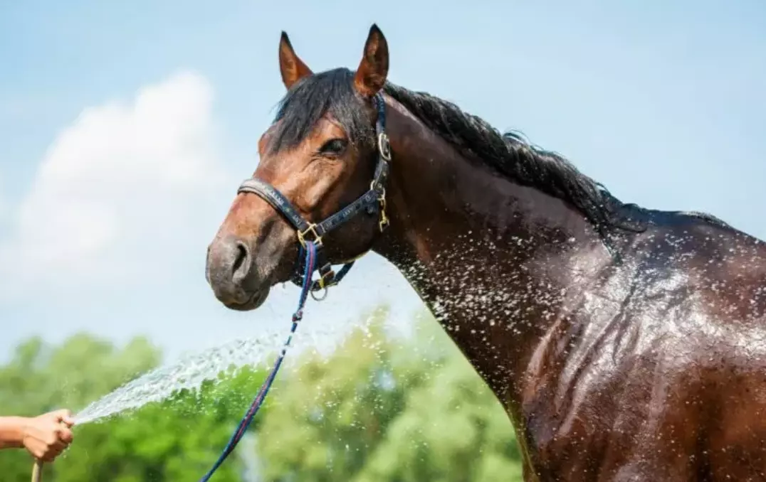 Gestione Equina Sotto il Sole Estivo: Strategie Essenziali per il Benessere del Cavallo