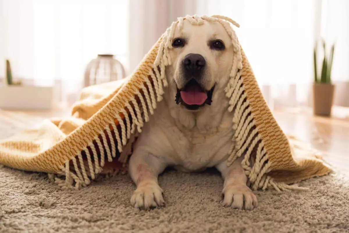 Cura del Cane Anziano in Inverno: Consigli per la Sua Salute