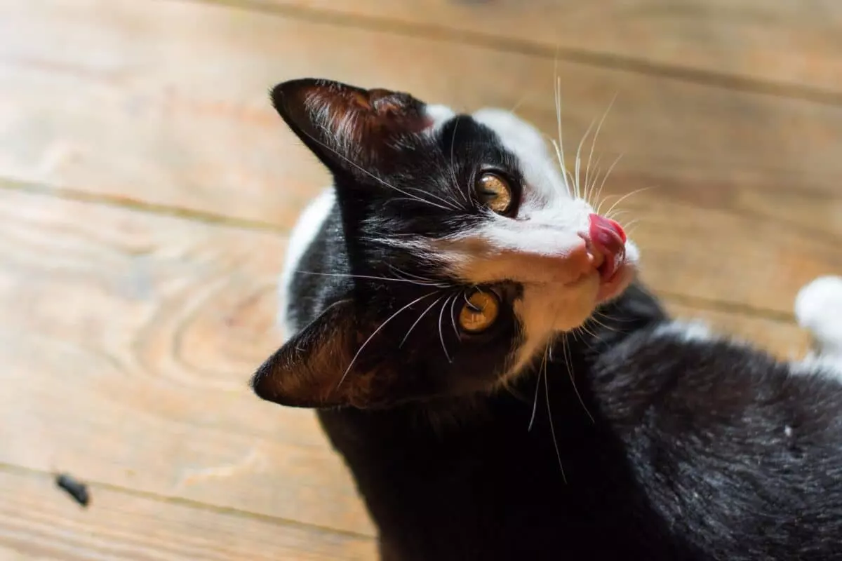 Il Significato Profondo dei "Doni" Felini: Comprendere il Comportamento del Tuo Gatto