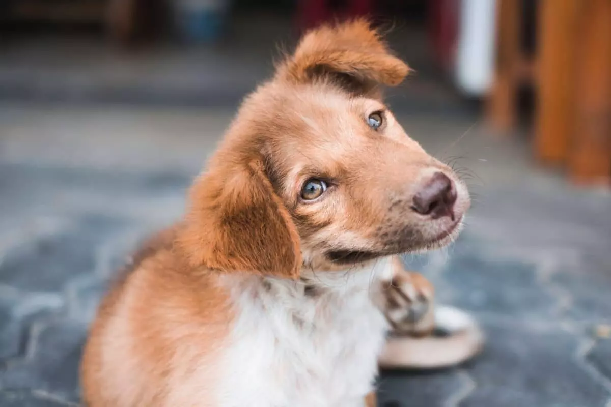 Il mio cane si gratta: Allergie o parassiti? Identificare la causa del prurito canino