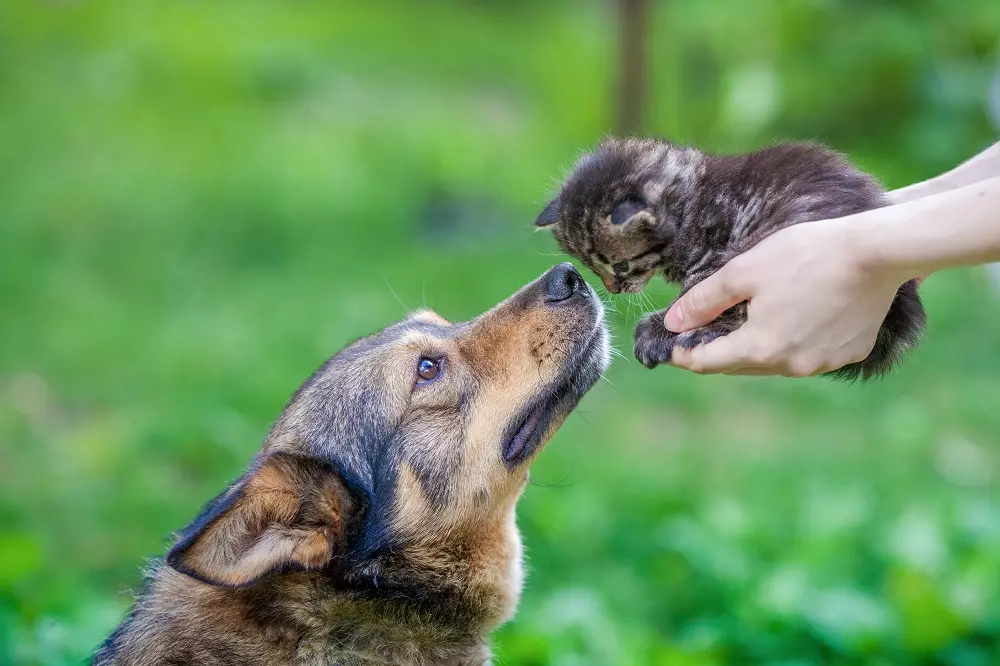 La Primavera e la Pelle degli Animali Domestici: Prevenzione e Cura delle Allergie Cutanee