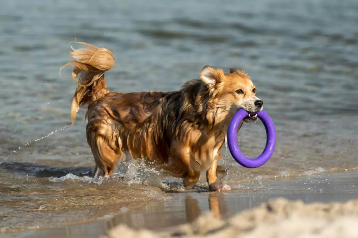 Cani e Ambienti Acquatici: Guida Completa per un Divertimento Sicuro