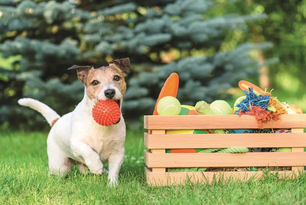 Stimolare Mente dei Cuccioli: Giochi di Attivazione Mentale per Cani e Gatti in Estate