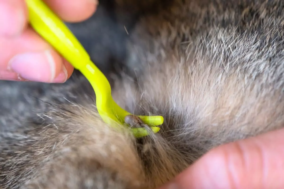 Rimozione Sicura delle Zecche dal Cane: Guida Essenziale