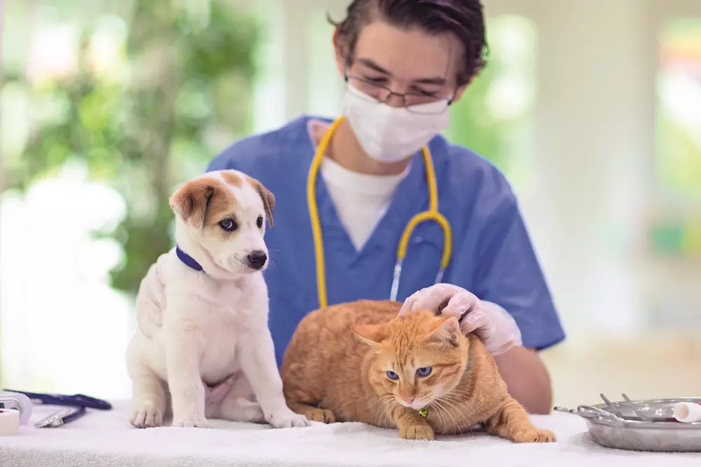 Disturbi Intestinali in Cani e Gatti: Un Pericolo Estivo Sottovalutato