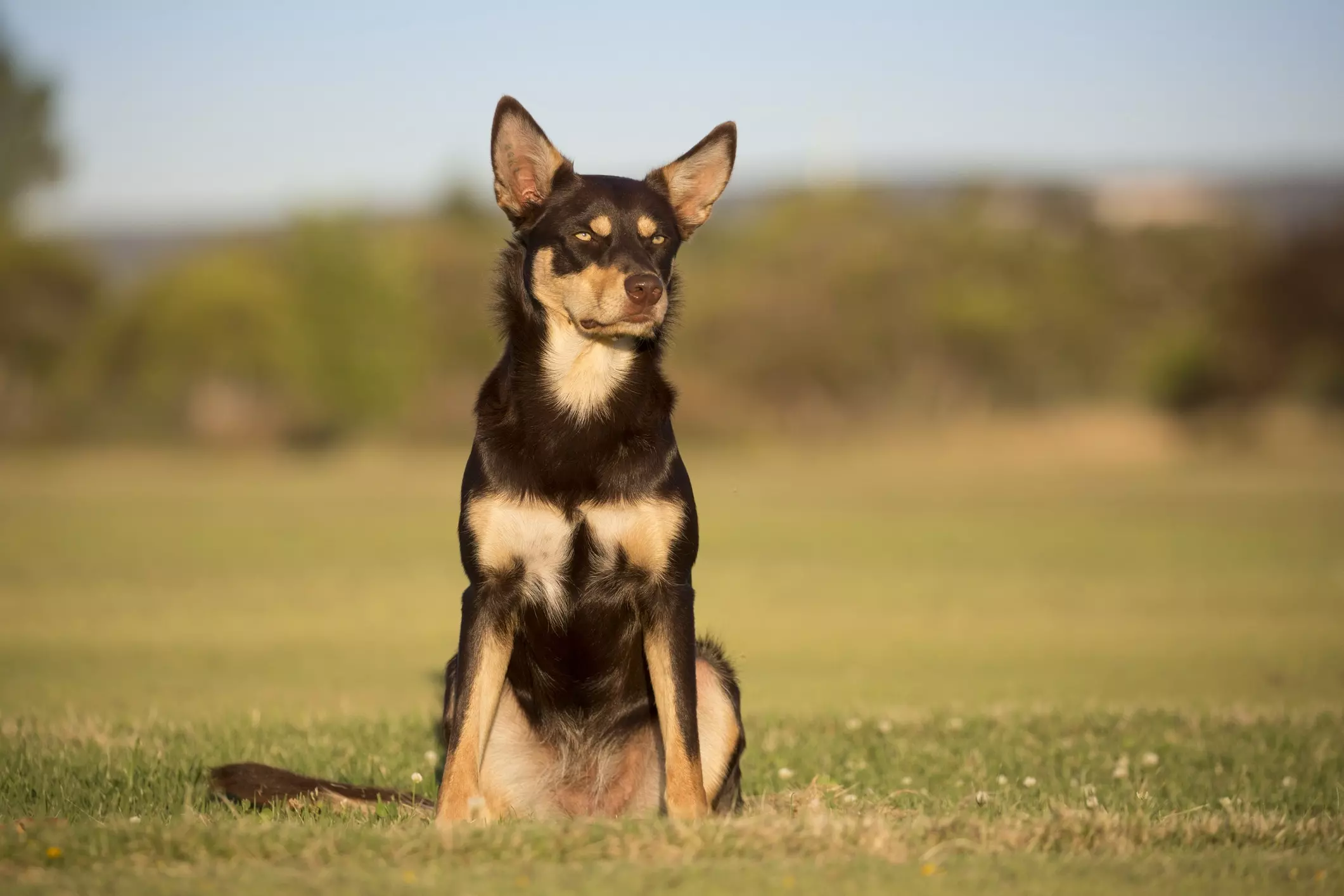 Il Pastore Australiano Kelpie: Un Compagno Instancabile e Fedele