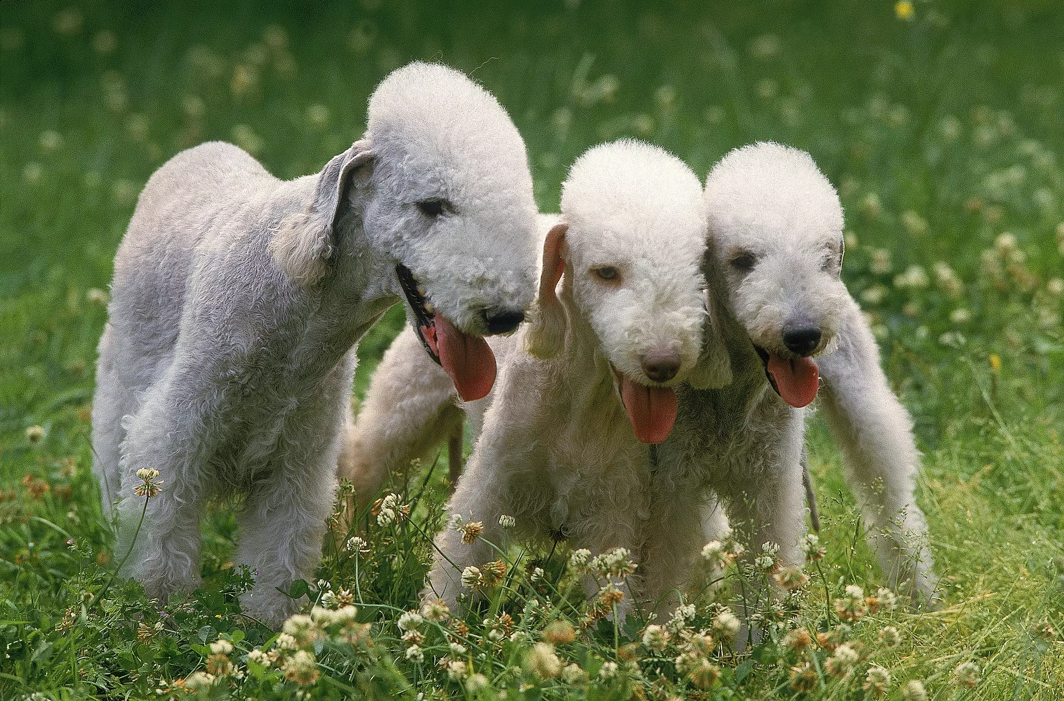 Il Bedlington Terrier: Un Eleganza Unica e un Cuore Coraggioso