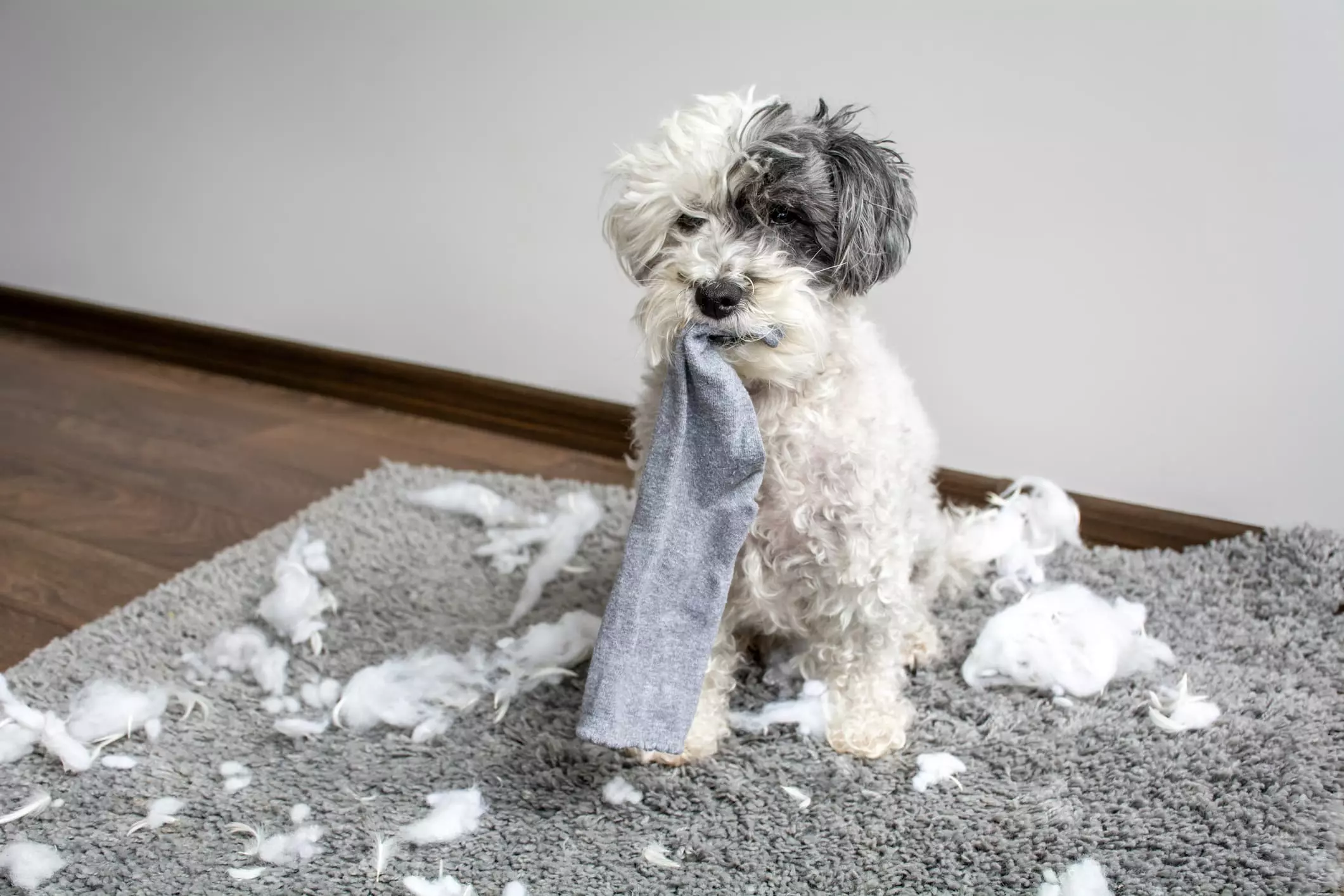 Il Bichon Havanese: Un Compagno Affettuoso e Leale