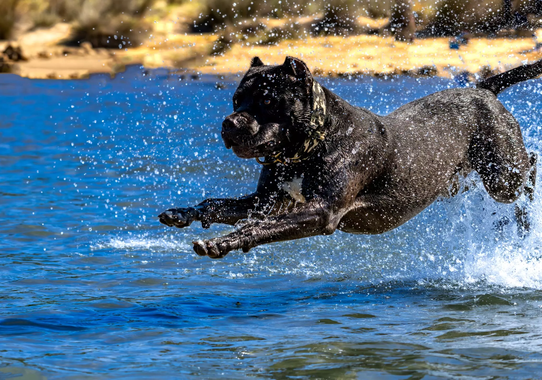 Cane Corso: Storia, Caratteristiche e Cura di una Razza Nobile