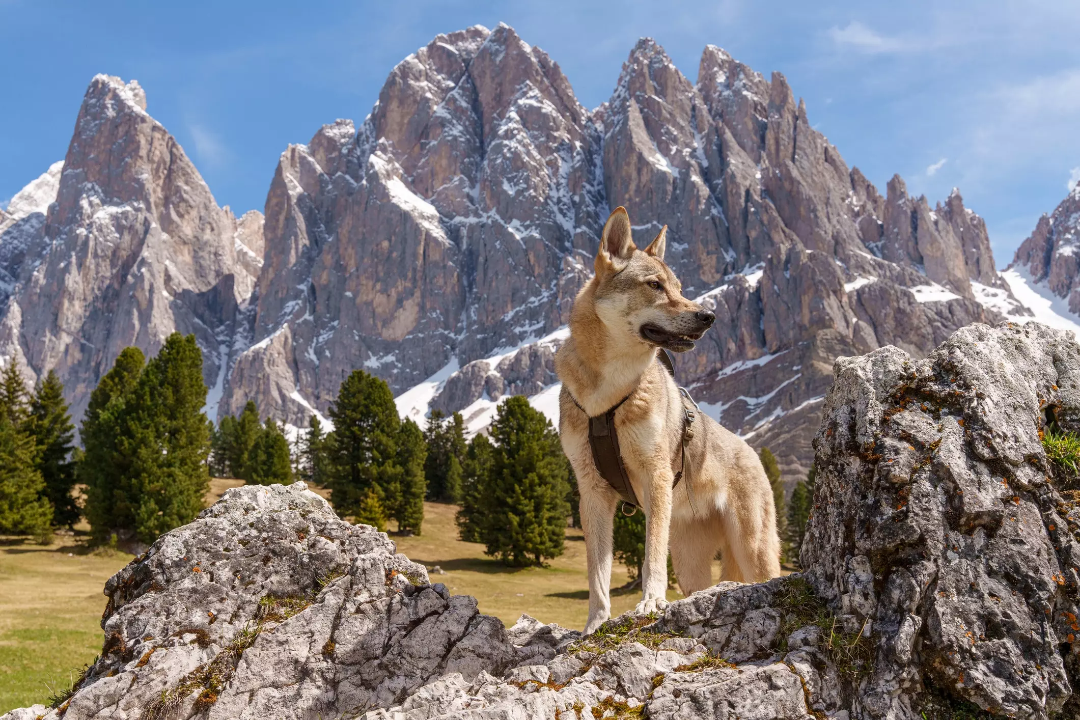 Il Cane Lupo Cecoslovacco: Un Compagno Affascinante tra Istinto Selvaggio e Lealtà Domestica
