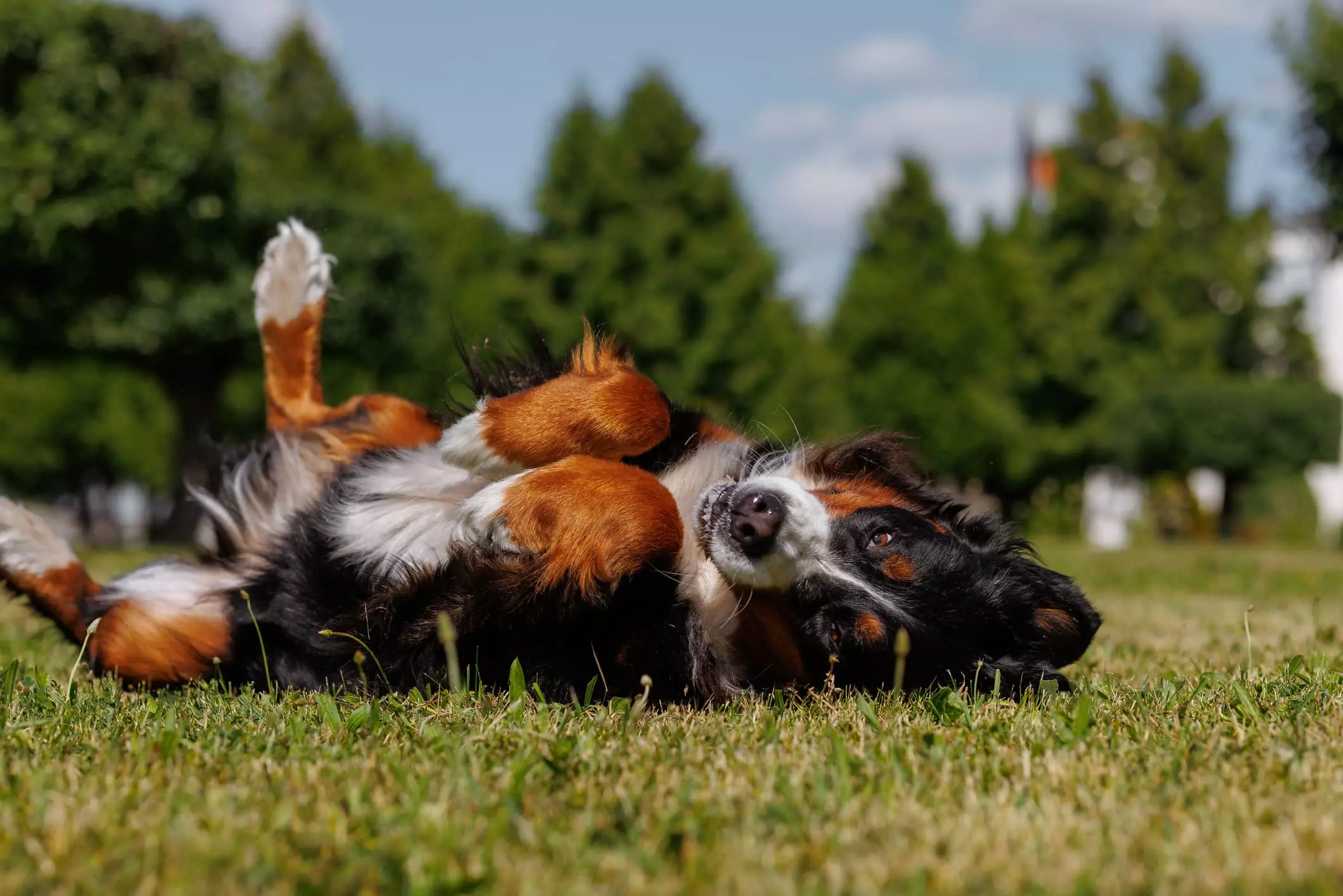 Il Bovaro del Bernese: Un Gigante Buono dalle Alpi Svizzere
