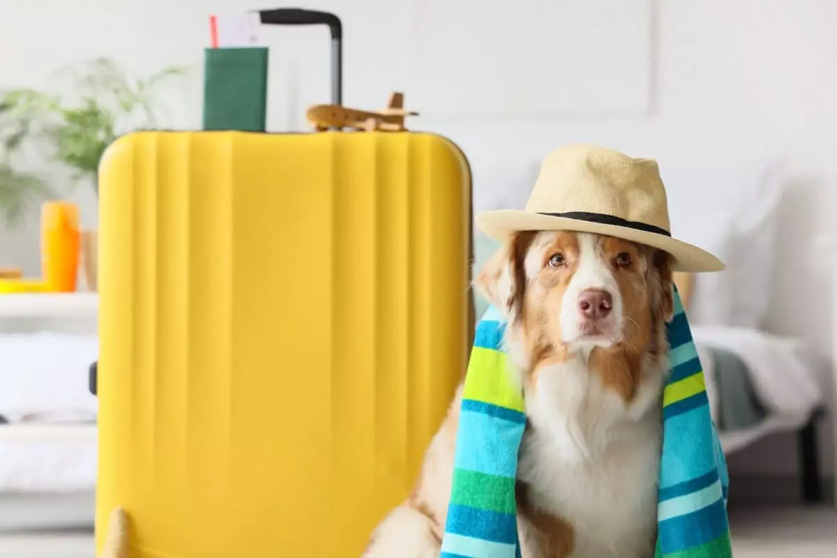 Prepararsi al meglio per le vacanze con i propri animali domestici