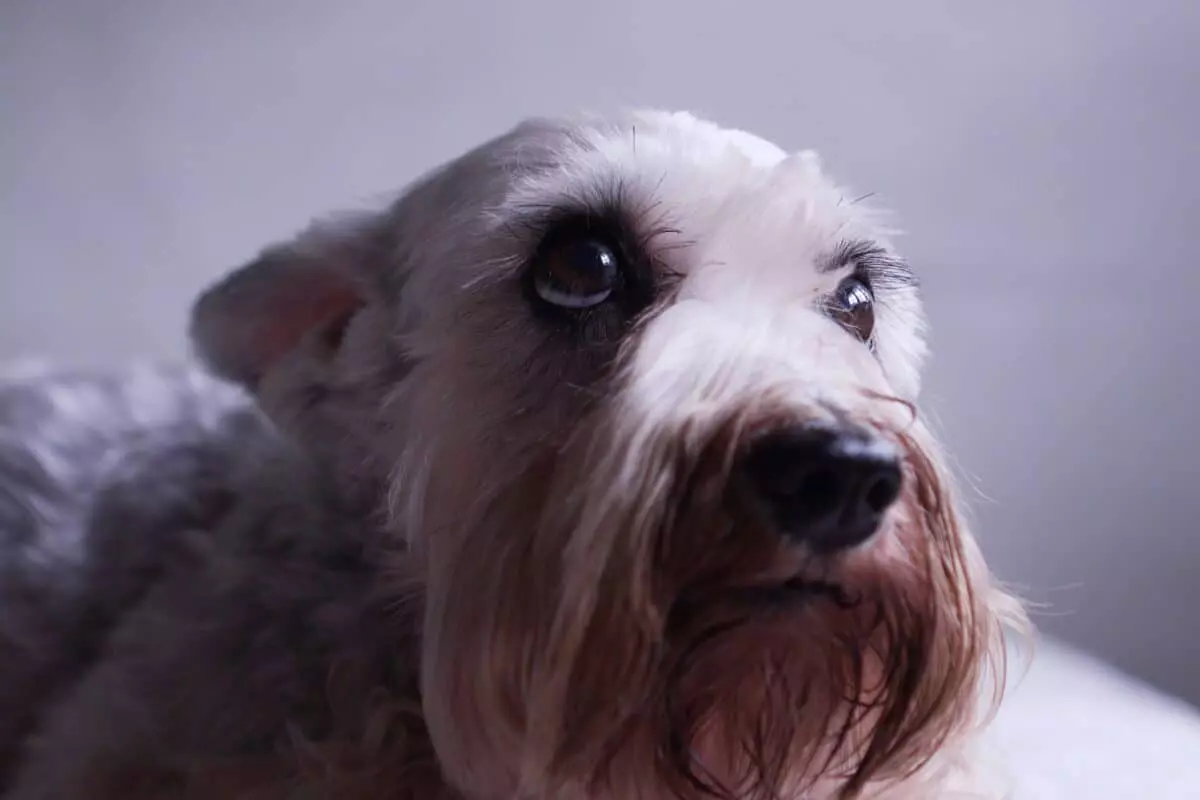 Perché alcuni cani temono i temporali estivi più di altri?