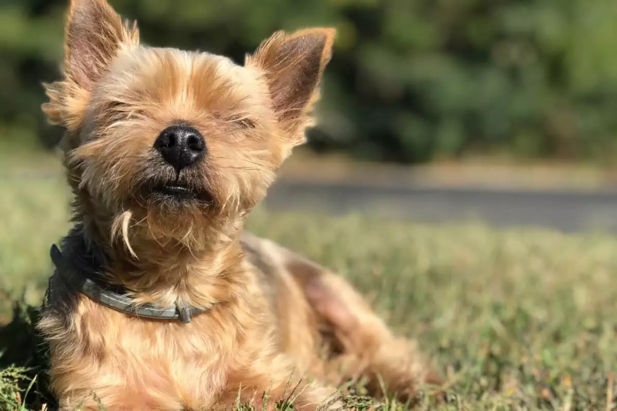 Esposizione al Sole per Cani e Gatti: Abbronzatura, Rischi e Consigli Utili