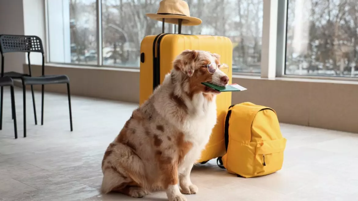 Guida Completa al Passaporto per Animali Domestici: Tutto Quello Che Devi Sapere per Viaggiare in Sicurezza