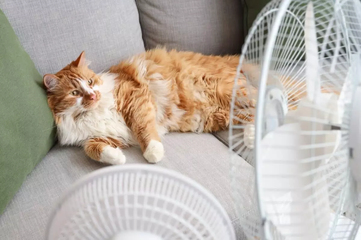 Climatizzazione e Ventilazione per Animali Domestici: Guida alla Sicurezza