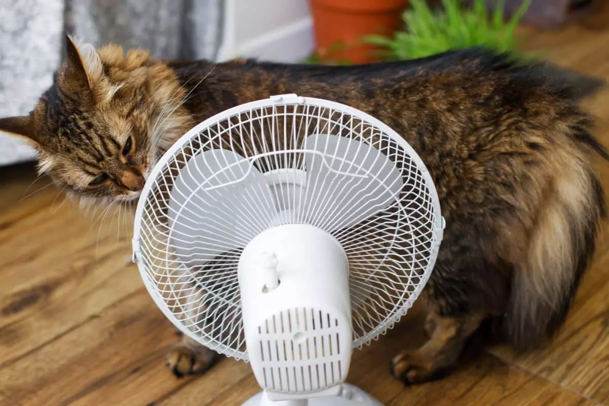 Affrontare l'Estate con i Compagni Anziani: Guida alla Cura di Cani e Gatti
