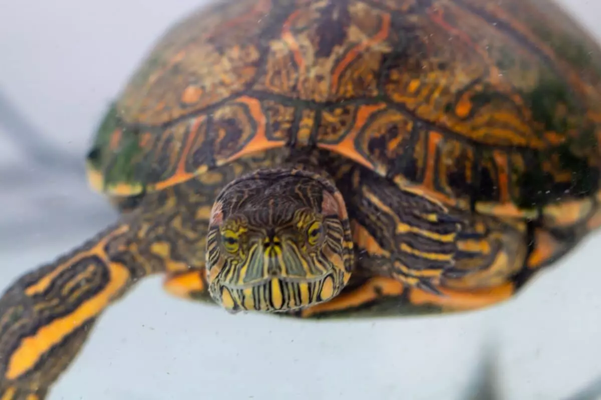 Cura Essenziale delle Tartarughe Acquatiche durante la Stagione Calda