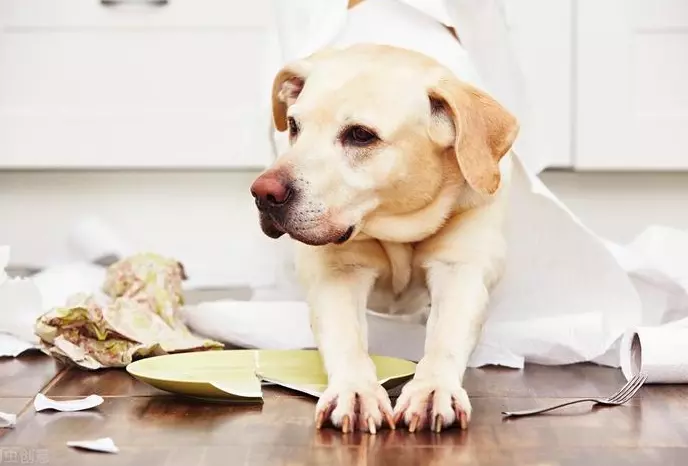 Decifrare il Linguaggio Silenzioso degli Animali Domestici