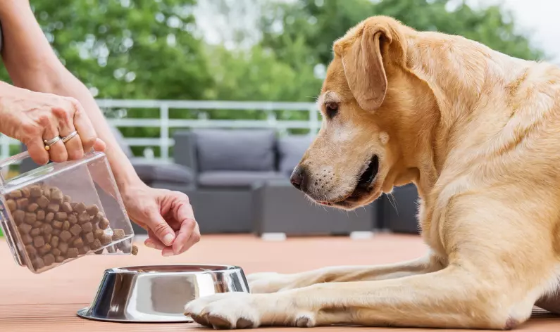 Guida Essenziale all'Alimentazione di Cani e Gatti: Evitare Errori Comuni per la Loro Salute