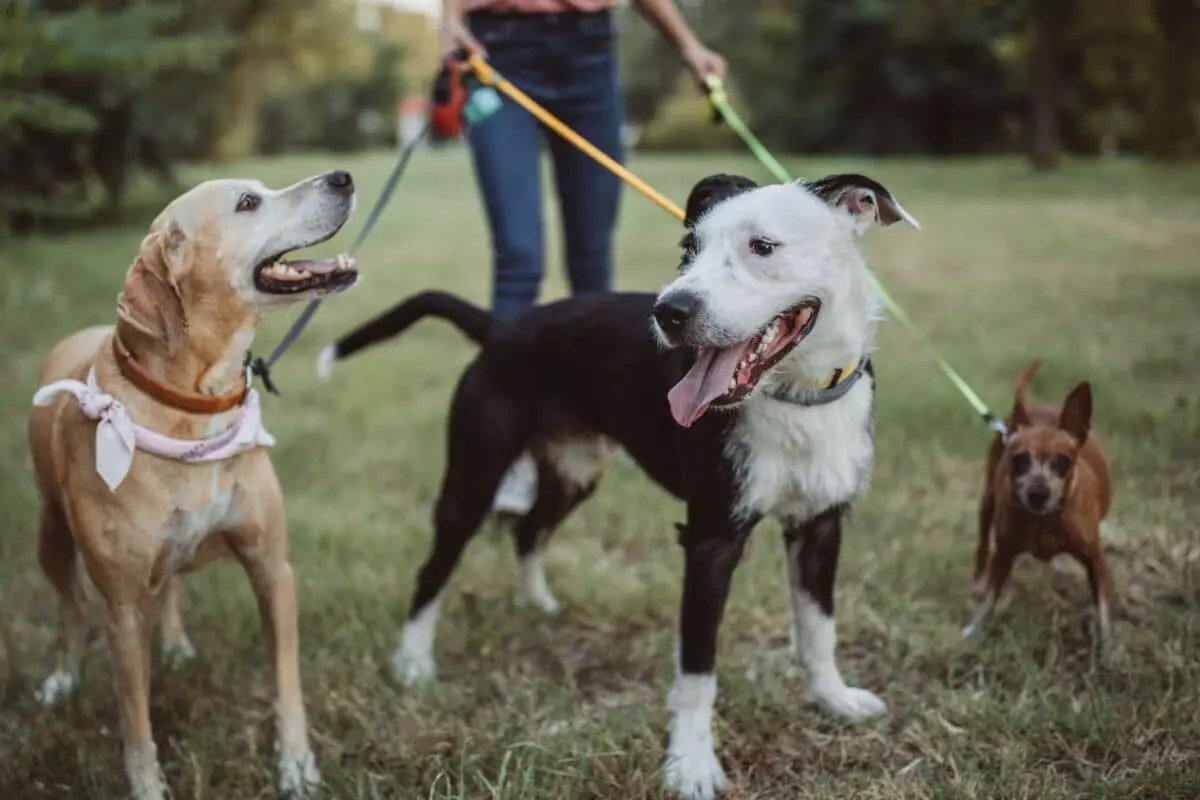 Pet sitter o pensione per animali: la scelta giusta prima delle vacanze