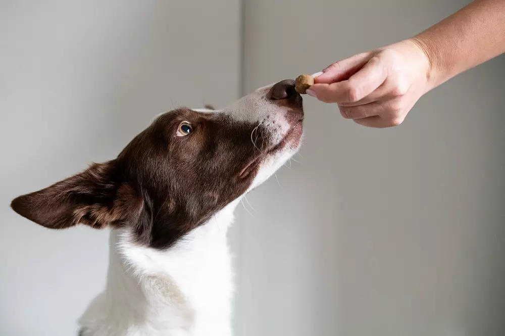 L'Estate tra Divertimento e Stress Canino: Riconoscere e Gestire i Segnali di Disagio